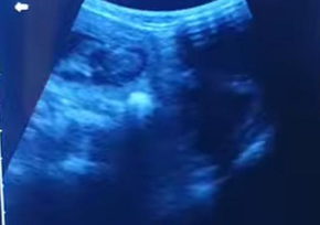 Pet ultrasound scanning service in Neath